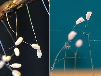 左为假婆罗花（虫卵）,外观呈椭圆形状和有壳质感。右为真婆罗花。