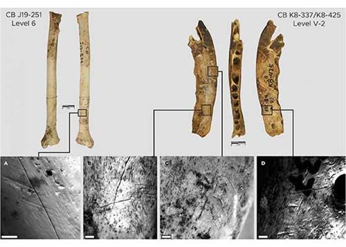 十二万年前用动物骨骼制造的制衣工具