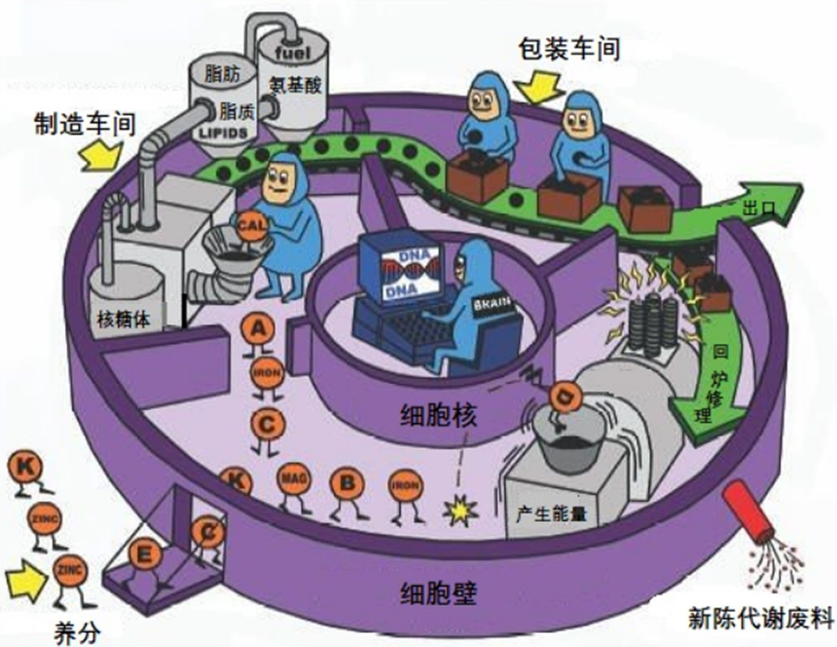 图3：细胞工厂运行示意图