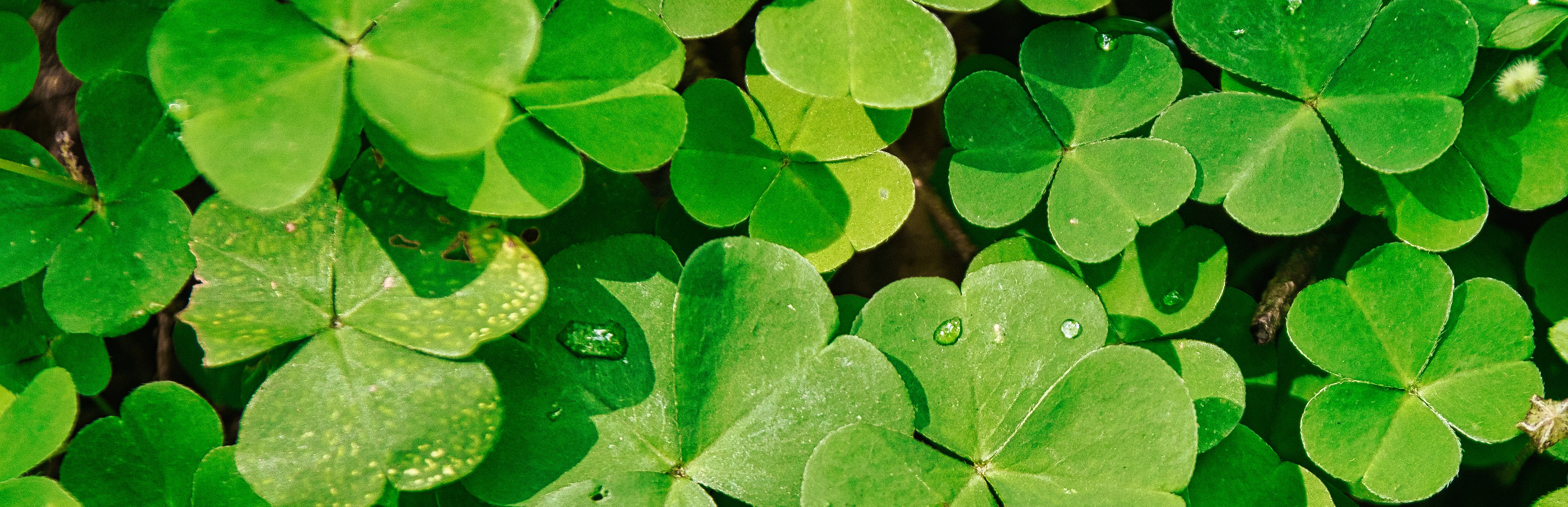 作为爱尔兰圣派翠克日标志的绿色三叶草